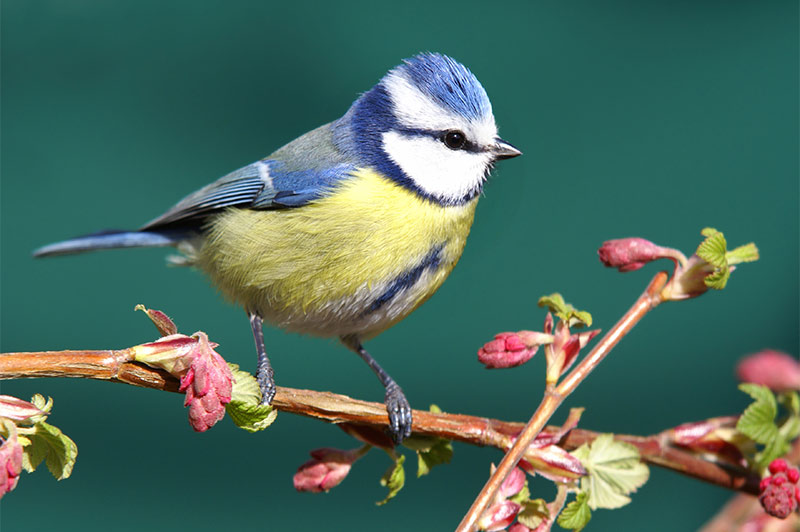 crested woodland bird nyt