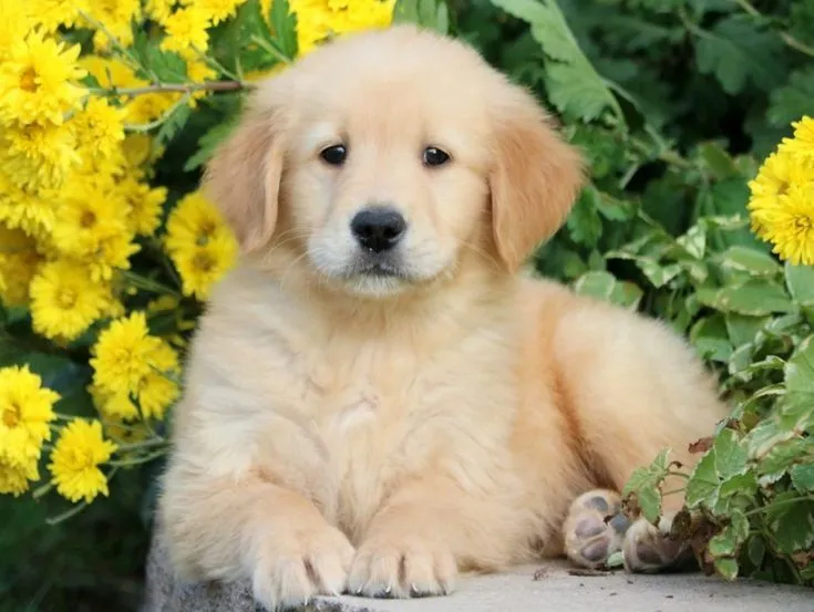 puppy:1azdln0ha3y= golden retriever